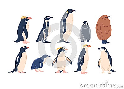 Penguins Various Species, Emperor, Adelie, Gentoo, Rockhopper And King Penguins. They Vary In Size, Habitat And Markings Vector Illustration