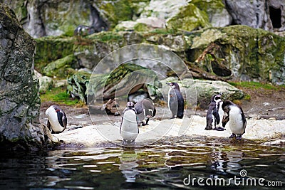 Penguins in Vienna Schonbrunn Zoo. Editorial Stock Photo