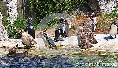 Penguins. Vienna Zoo. Austria Stock Photo