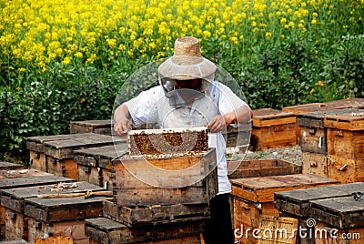 Pengzhou, China: Beekeeper at Work Editorial Stock Photo