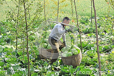 Pengzhou, China: Farmer with Baskets of Cabbages Editorial Stock Photo