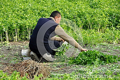 Pengzhou, China: Farmer Harvesting Parsley Editorial Stock Photo