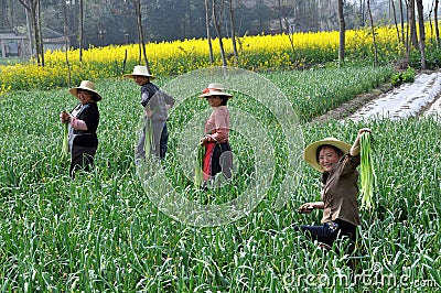 Pengzhou, China: Farmers Harvesting Garlic Editorial Stock Photo