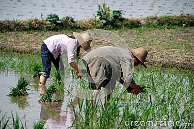 Pengzhou, China: Farmers Planting Rice Editorial Stock Photo