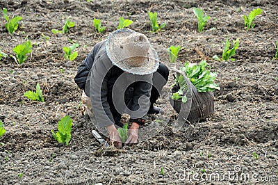 Pengzhou, China: Old Woman Planting Vegetables Editorial Stock Photo