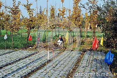 Pengzhou, China: Old Woman Sitting in Field Editorial Stock Photo