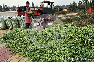 Pengzhou, China: Women Bagging Green Beans Editorial Stock Photo