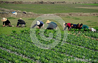 Pengzhou, China: Women Working in Field Editorial Stock Photo