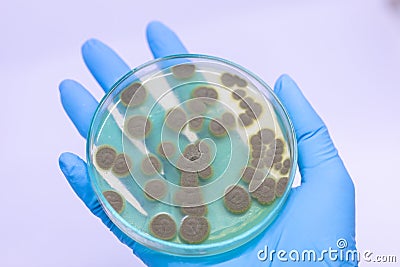 Penicillium, ascomycetous in petri dish for well as food and drug production. Stock Photo