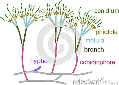 Structure of Penicillium. Mycelium with conidiophore and conidium Vector Illustration