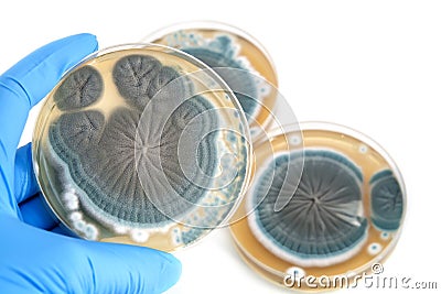 Penicillium fungi on agar plate over white Stock Photo