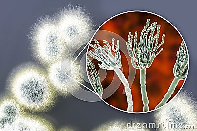 Penicillium mold fungi, illustration and photo of colony grown on nutrient medium Cartoon Illustration