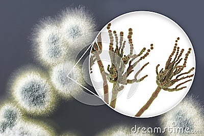 Penicillium mold fungi, illustration and photo of colony grown on nutrient medium Cartoon Illustration