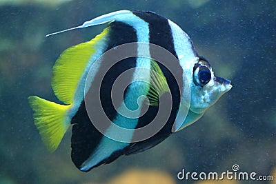 Pennant coralfish Stock Photo
