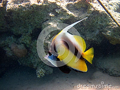 Pennant fish Stock Photo