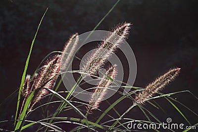 Pennisetum alopecuroides, fountain grass Stock Photo
