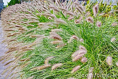 Pennisetum alopecuroides - garden decoration Fountain Grass Stock Photo