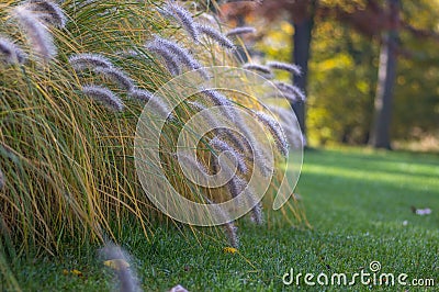 Pennisetum alopecuroides hameln foxtail fountain grass growing in the park, beautiful ornamental autumnal bunch of fountaingrass Stock Photo