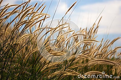 Pennisetum flower Stock Photo