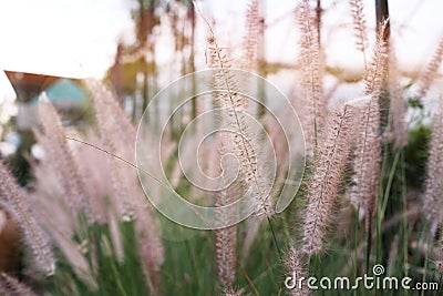 Pennisetum, ornamental grass plumes, grass flower in garden Stock Photo