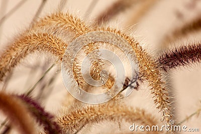 Pennisetum: ornamental grass plumes / flowers Stock Photo