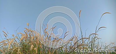 Pennisetum pedicellatum, known simply as desho or as desho grass, is a grass native to Ethiopia from the monocot Stock Photo
