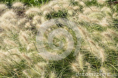 Pennisetum villosum `Cream Falls` Stock Photo