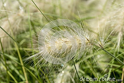 Pennisetum villosum `Cream Falls` Stock Photo