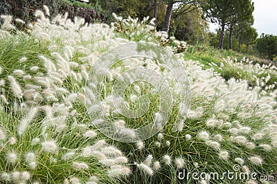 Pennisetum villosum Stock Photo