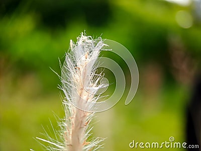 Pennisetum villosum is a species of flowering plant in the grass family Poaceae, common name feathertop grass or simply feathertop Stock Photo