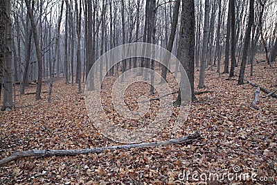 Pennsylvania forest floor Stock Photo