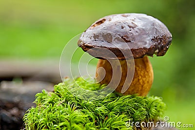 Penny Bun on a Bed of Moss Stock Photo