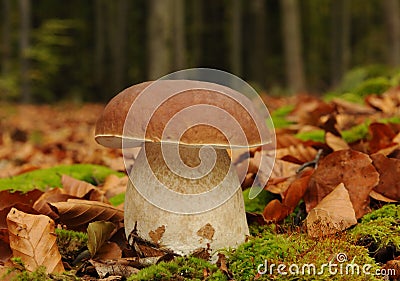 Penny bun fungus (Boletus edulis) Stock Photo