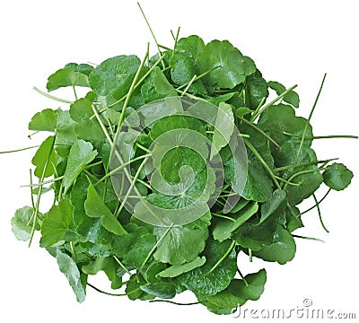 Pennywort Stock Photo