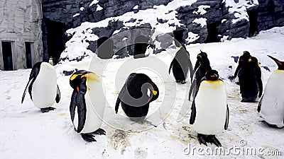 Penquin animal stand and sleep in winter snow