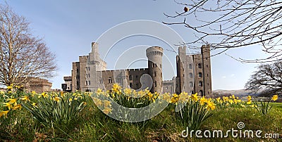 Penryhn Castle daffodils Stock Photo