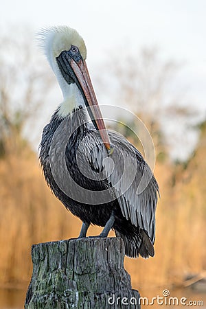 Pensacola Pelican Stock Photo