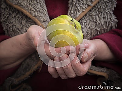 Pensioner holding quince in his hands. The concept of old age and novelty. Stock Photo