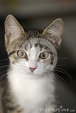 Pensive cat Stock Photo