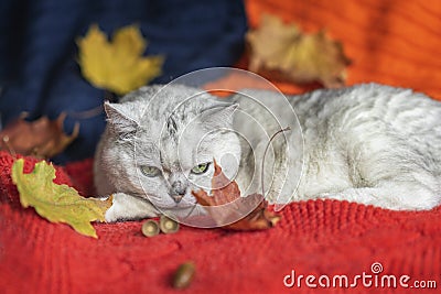 Pensive cat is laying and relaxing on a warm soft pullover among autumn colorful faded leaves. Autumn mood concept Stock Photo