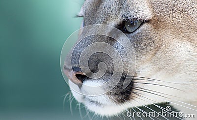 Pensive Florida Panther Stock Photo