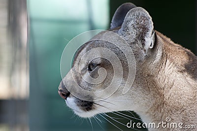 Pensive Florida Panther Stock Photo