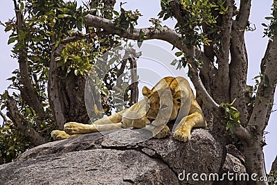 Pensive Lioness in Serengeti National Park Stock Photo