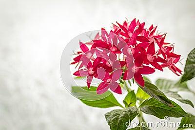 Pentas or Egyptian Star Cluster Stock Photo