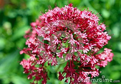 Pentas, Egyptian star flower Stock Photo