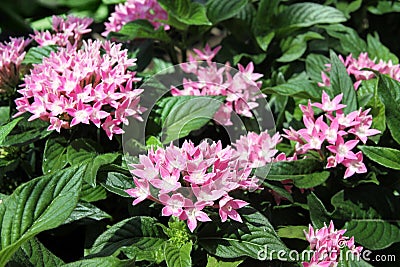 Pentas evergreen shrub Stock Photo