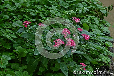 Pentas lanceolata Egyptian starcluster flowers. Stock Photo