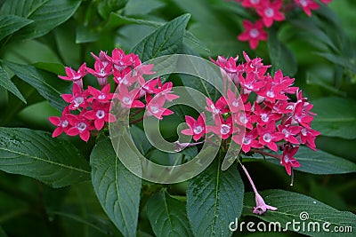 Pentas lanceolata Egyptian starcluster flowers. Stock Photo