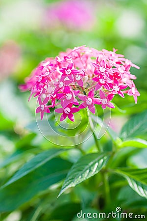 Pentas Lanceolata Stock Photo