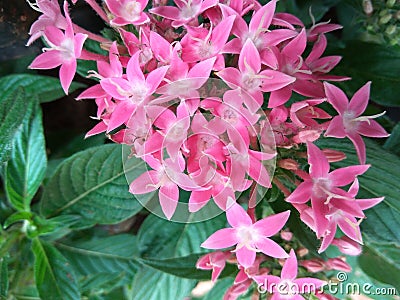 Pentas lanceolata or star flowers Stock Photo